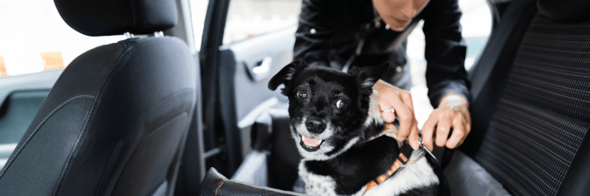 Cómo llevar correctamente a tu mascota en el coche