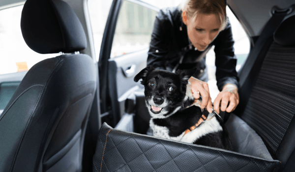 Cómo llevar correctamente a tu mascota en el coche