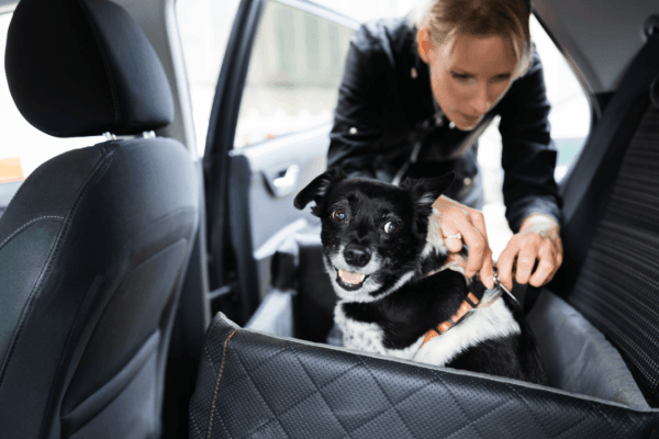 Cómo llevar correctamente a tu mascota en el coche