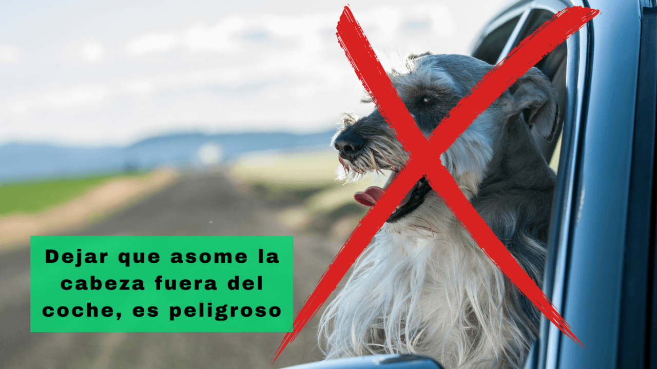 Como Viajar En Coche Con Mi Perro