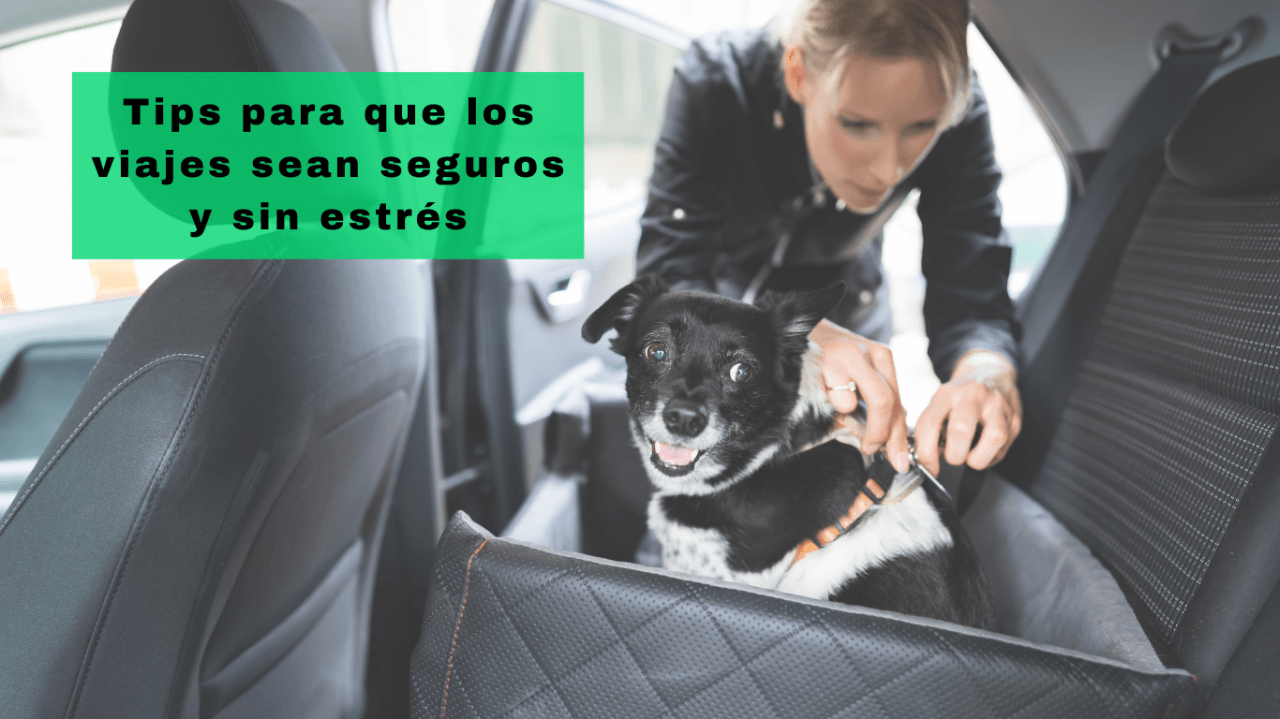 Normativa Vial Viajar Con Mascota